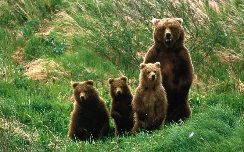 Bear family in grassy field