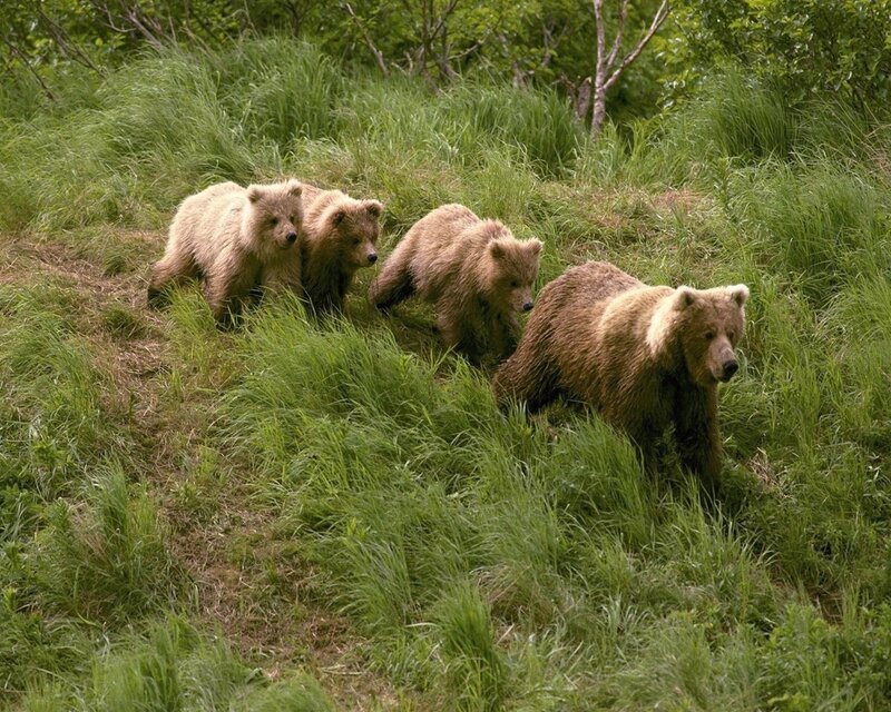 Bear family in grassy field