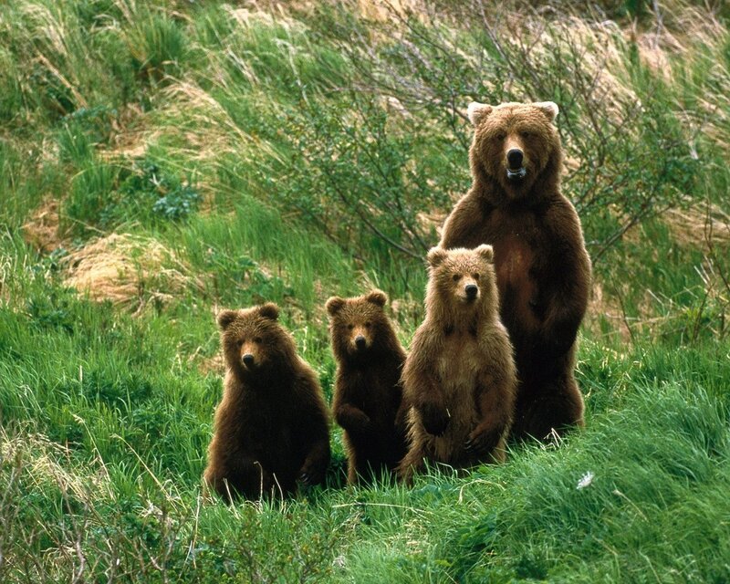 Bear family in grassy field