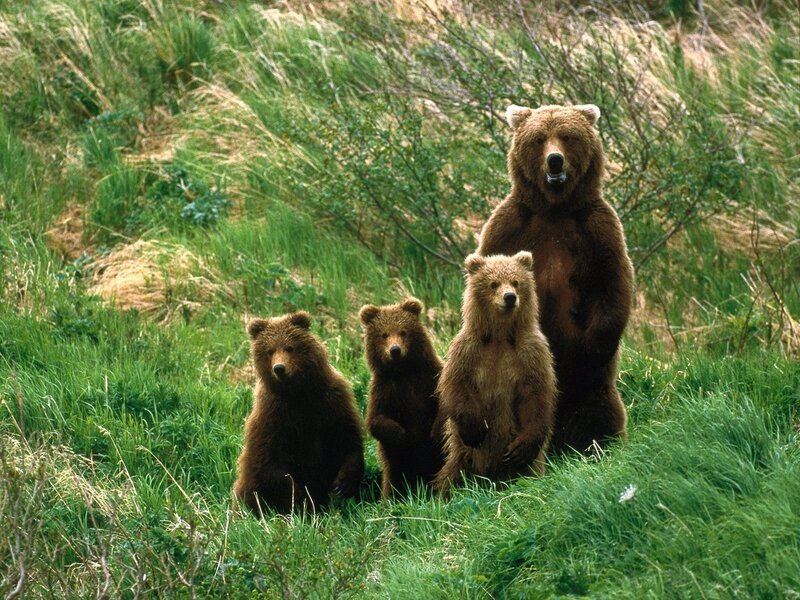 Bear family in grassy field