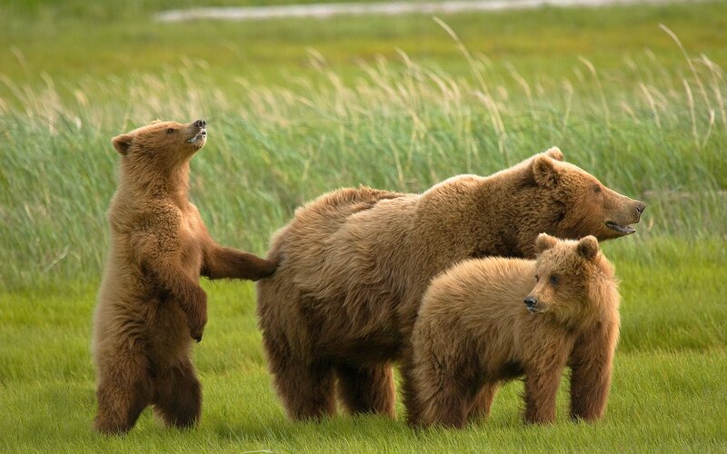 Bear family in grassy field
