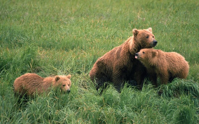 Bear family in grassy field