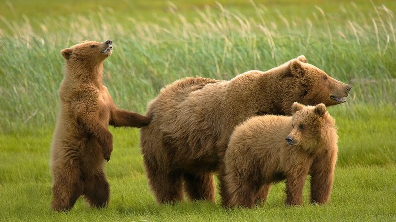 Bear family in grassy field