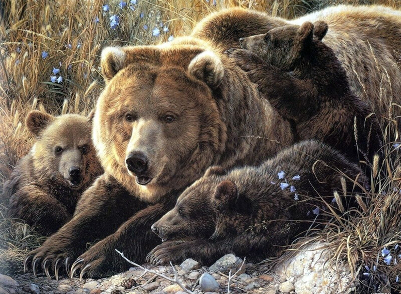 Bear family in grassy field