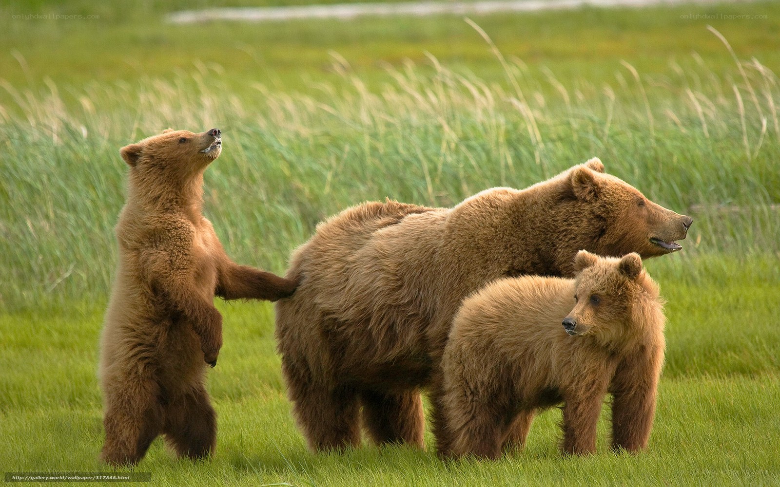 Bear family in grassy field