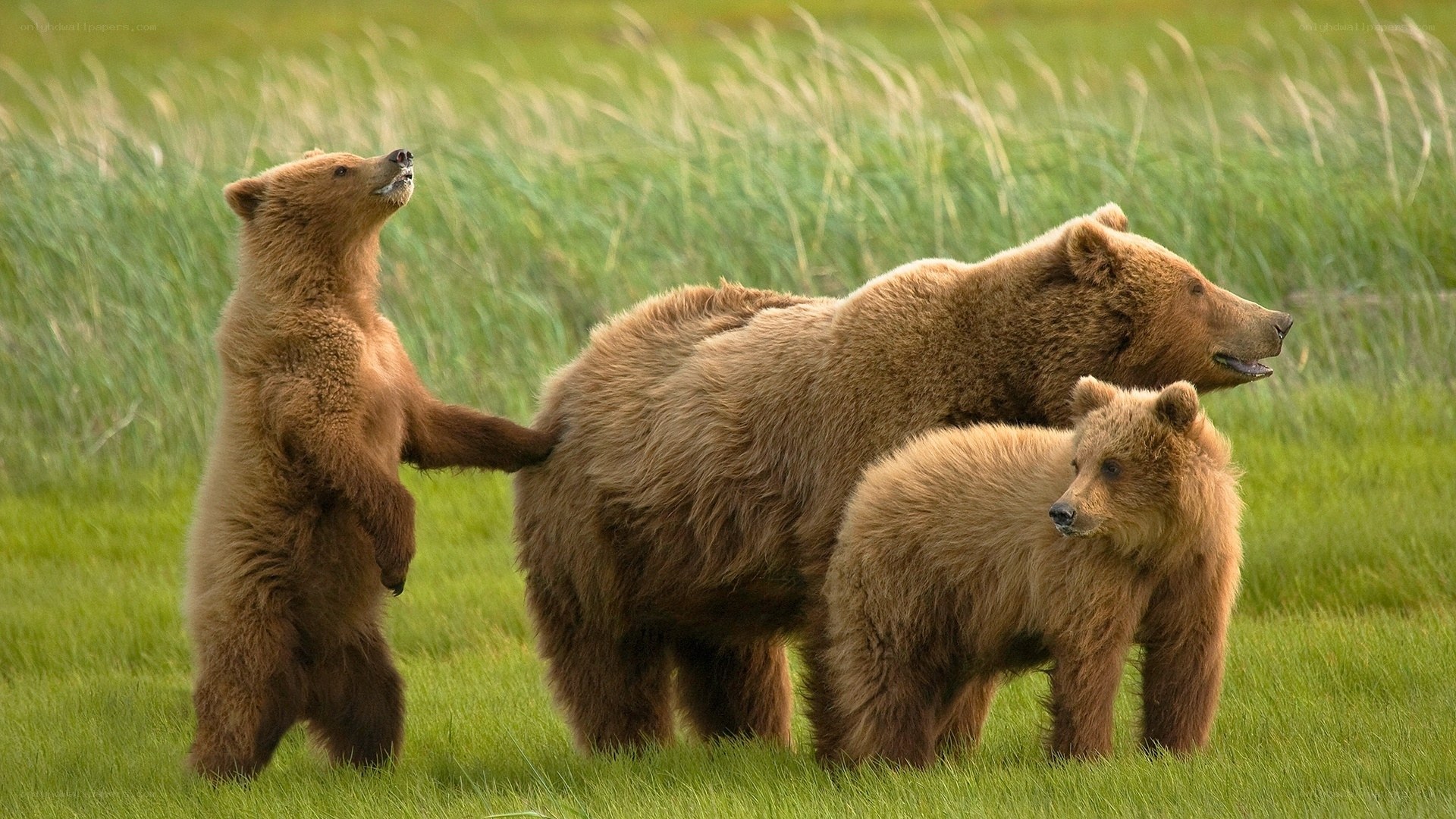 Bear family in grassy field