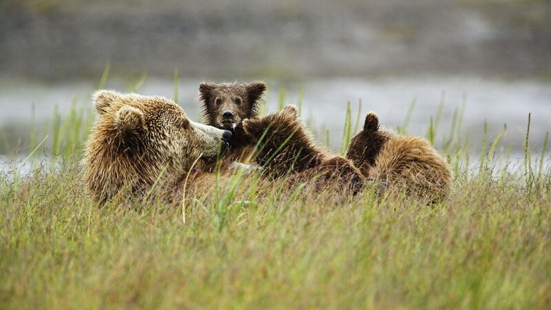 Bear family in grassy field