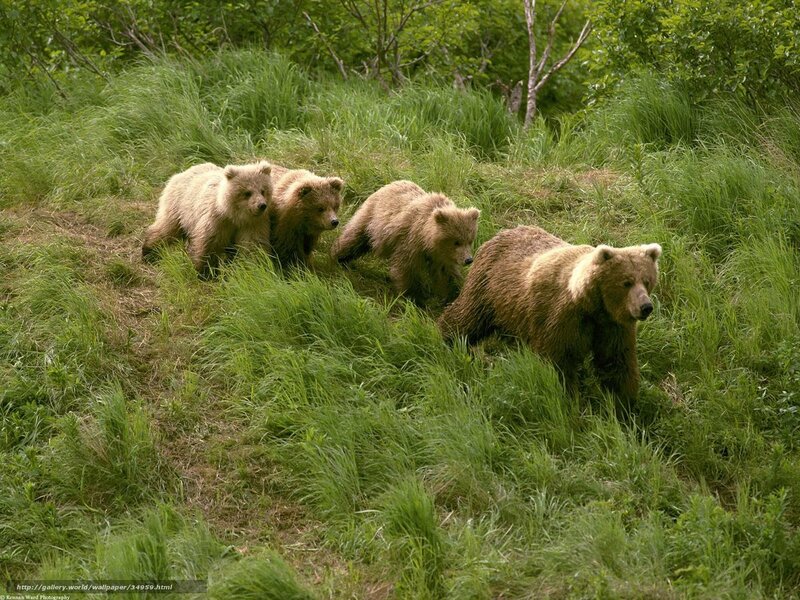Bear family in grassy field