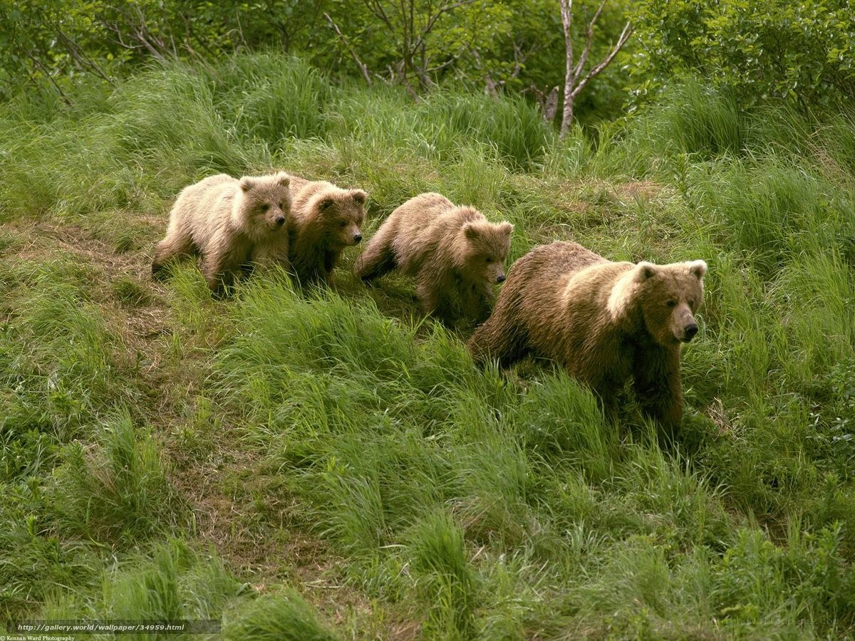 Bear family in grassy field