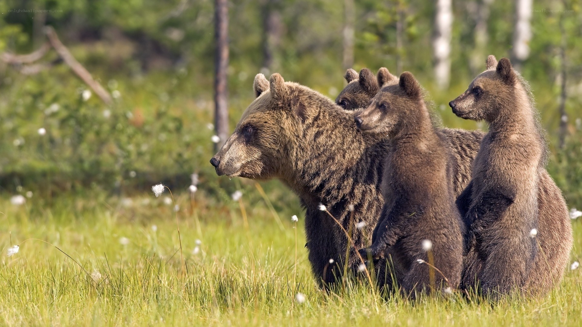 Bear family in meadow