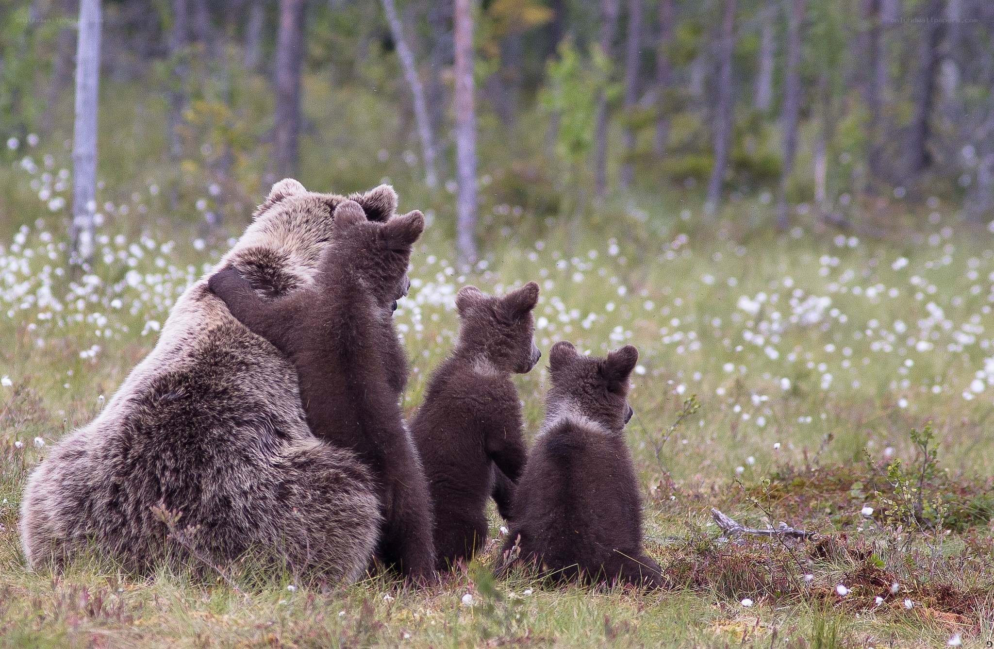 Bear family in meadow