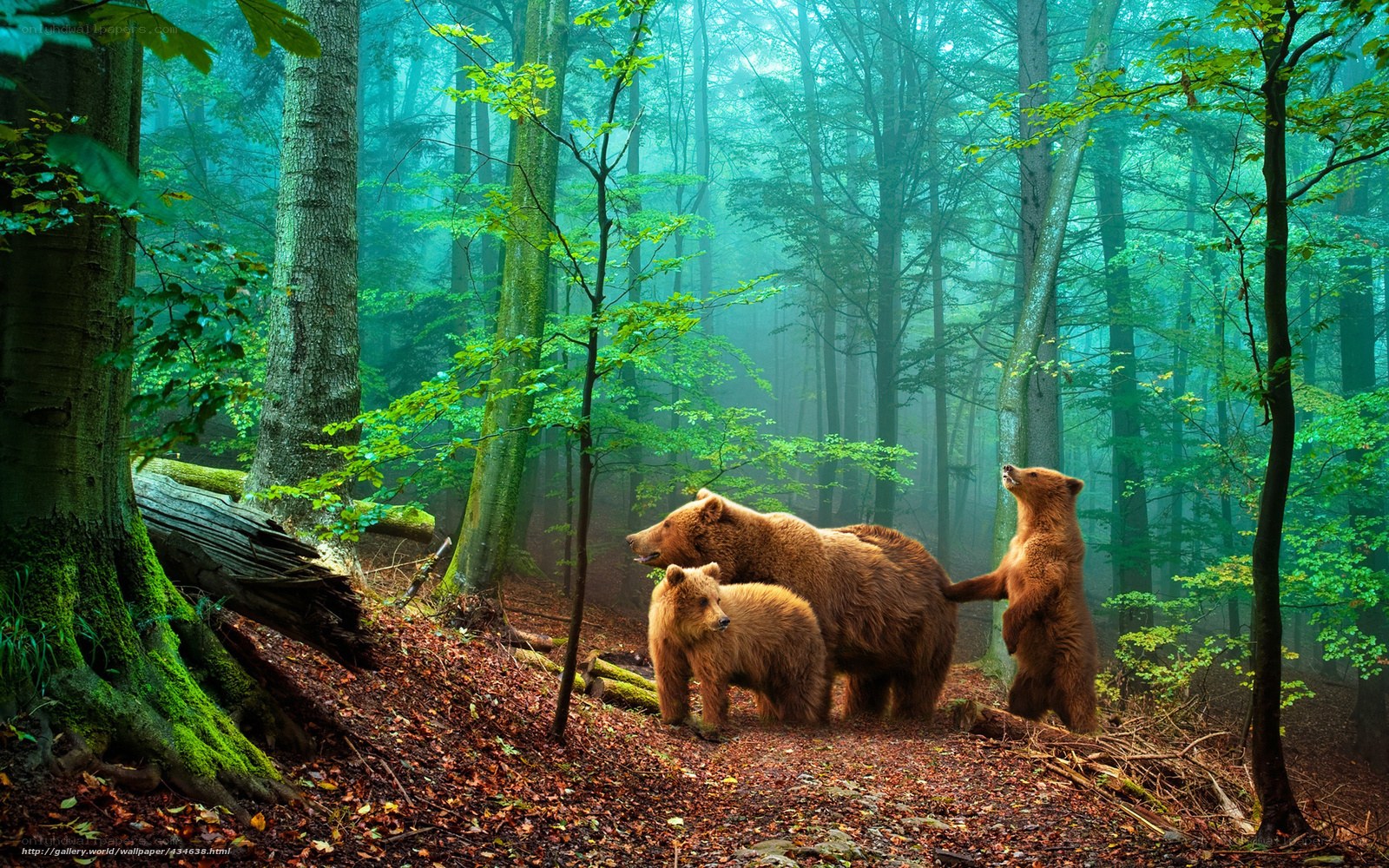 Bear family in misty forest