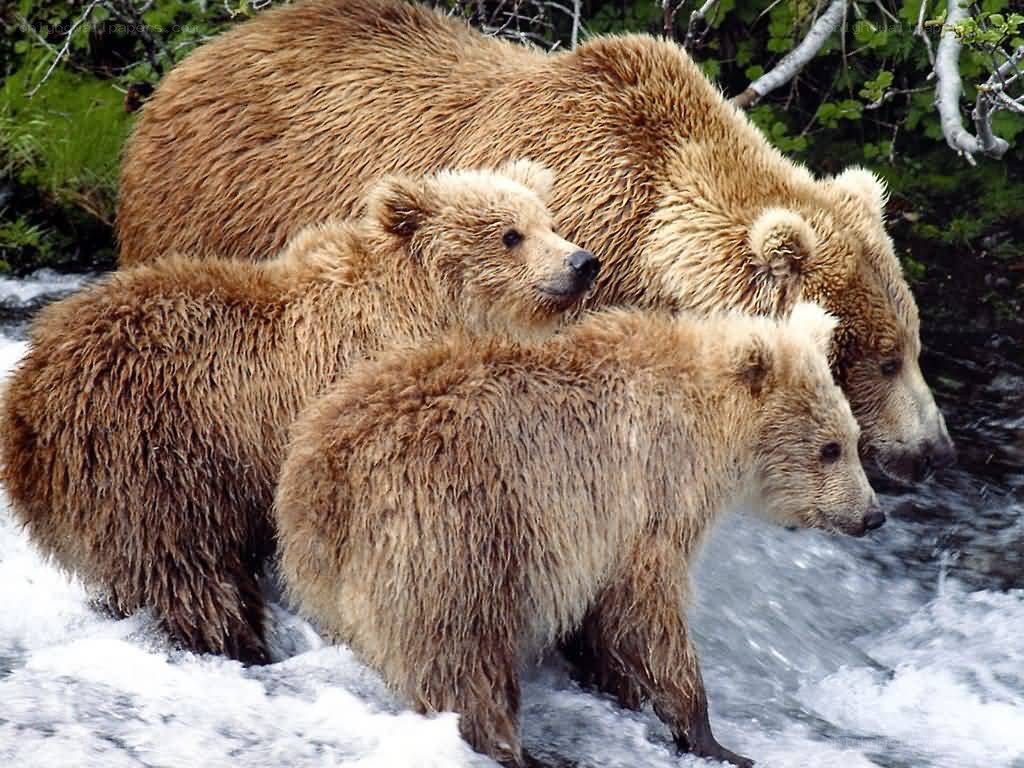 Bear family in river