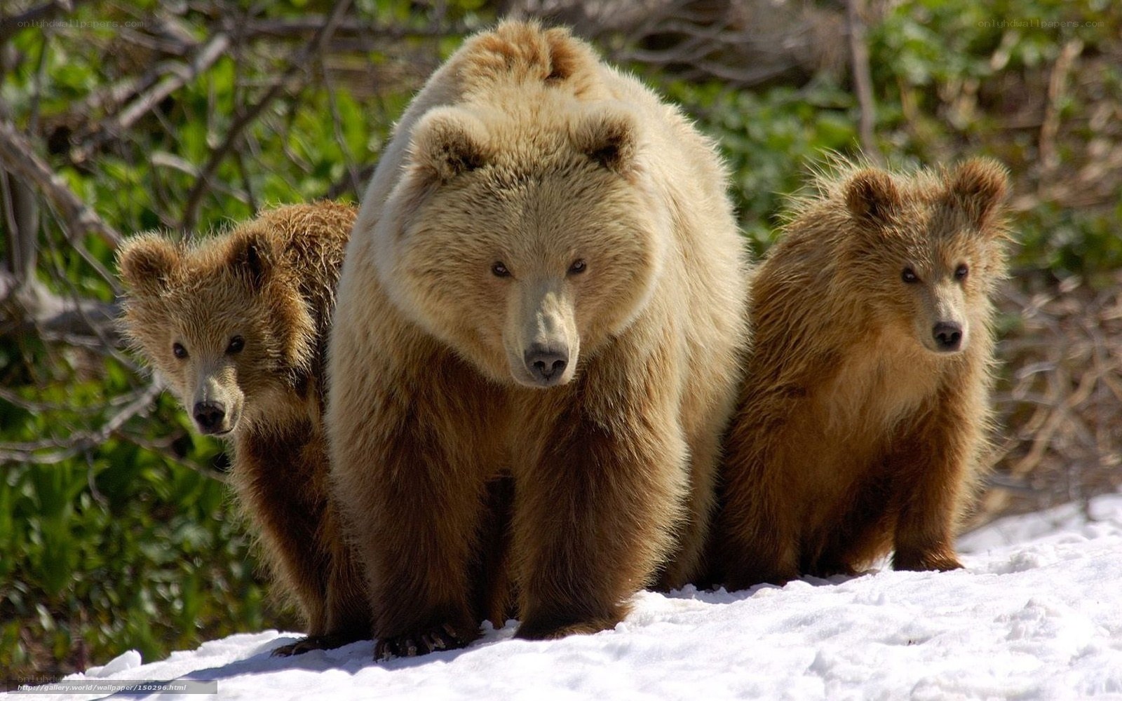 Bear family in snow