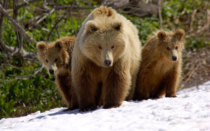 Bear family in snowy forest