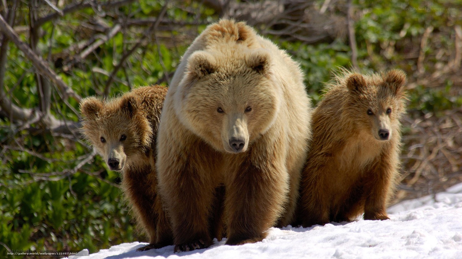 Bear family in snowy forest