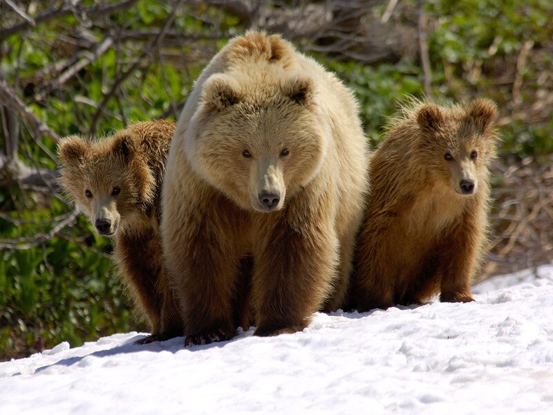 Bear family in the snow