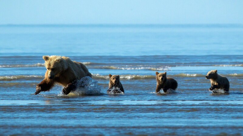 Bear family in the water