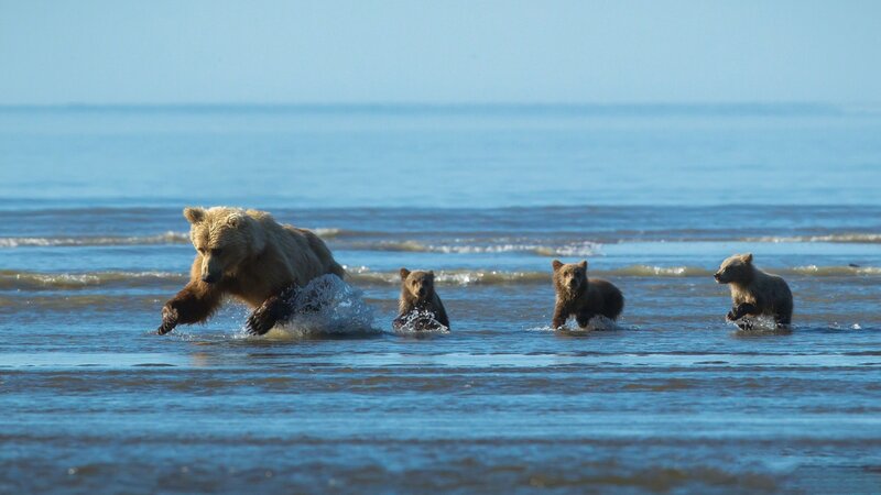 Bear family in the water