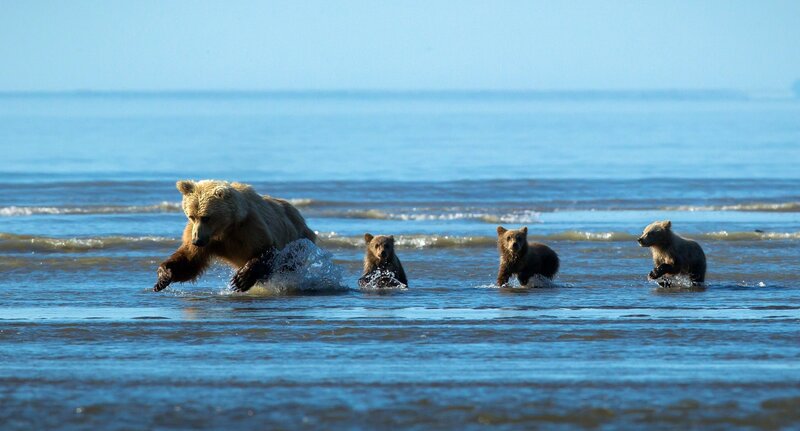 Bear family in the water