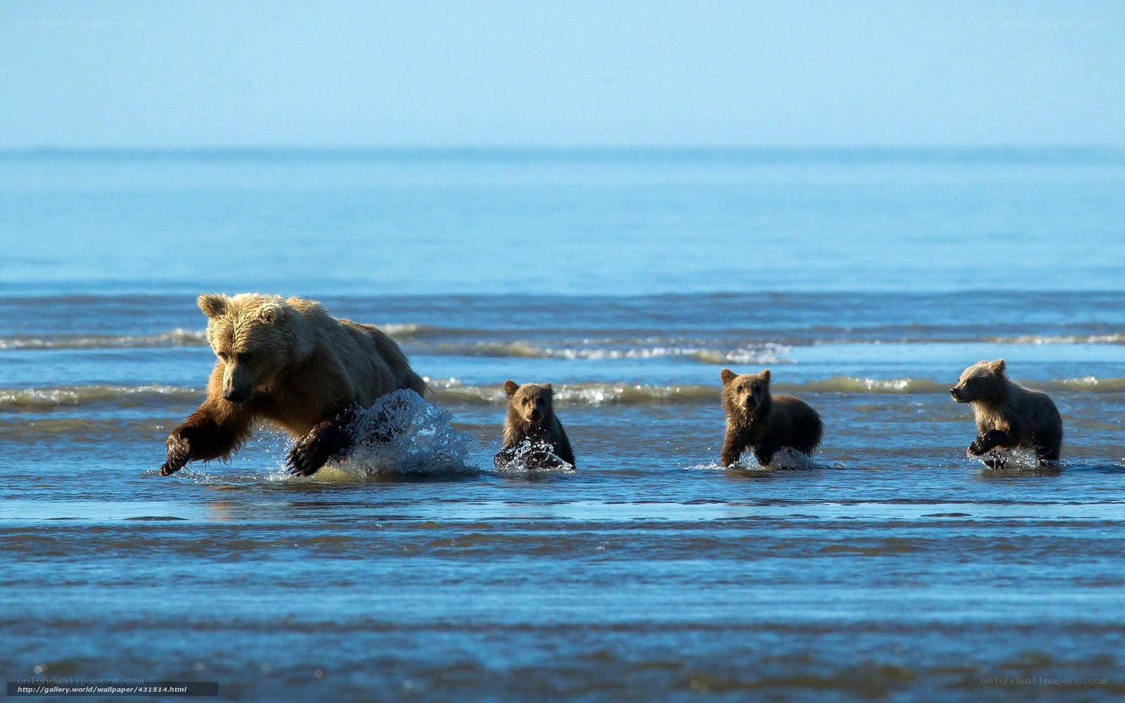 Bear family in the water