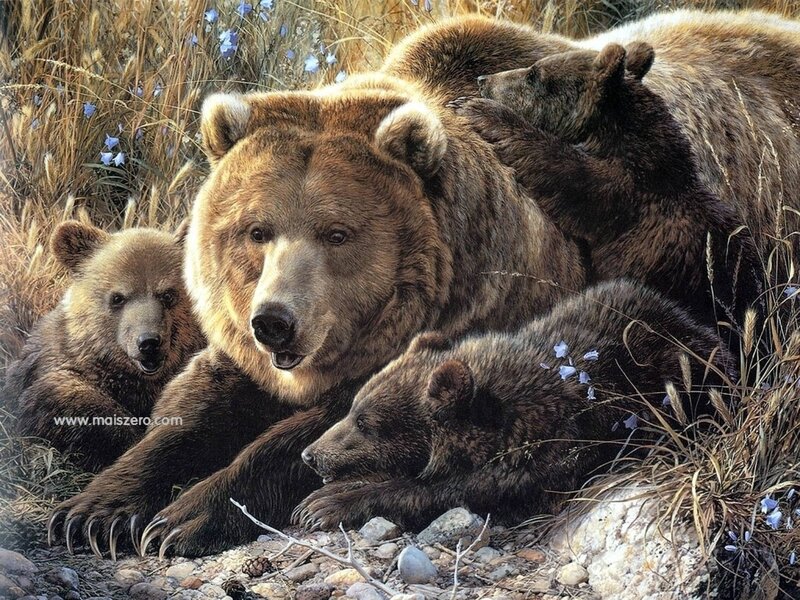 Bear family in the wild