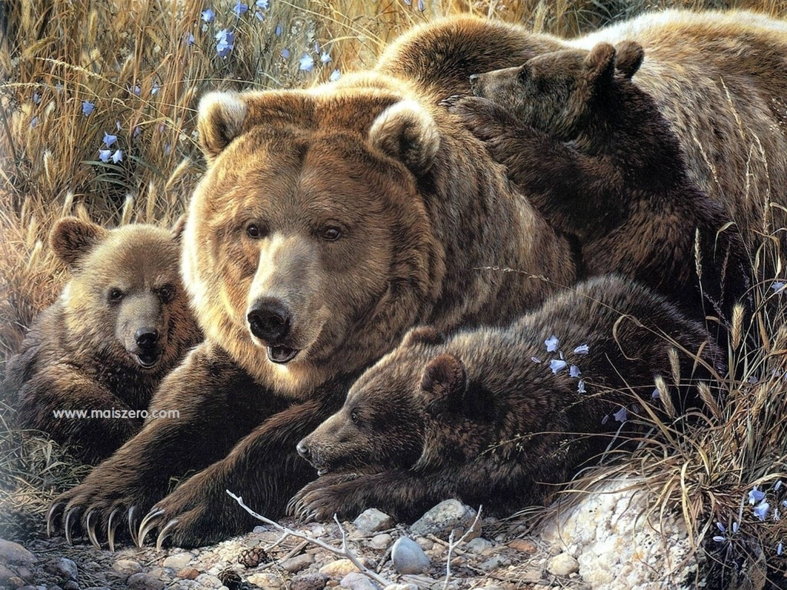Bear family in the wild
