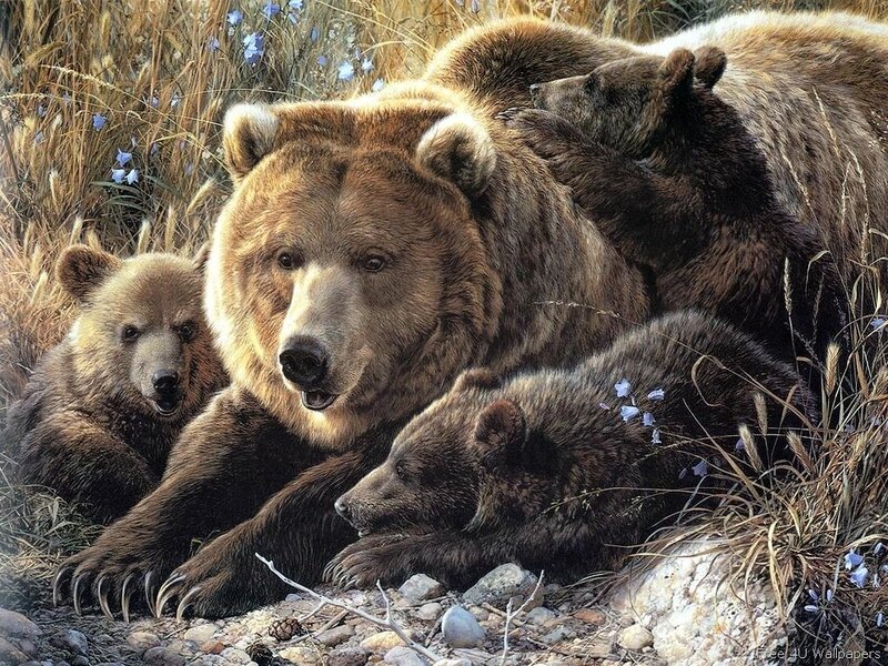 Bear family in the wild