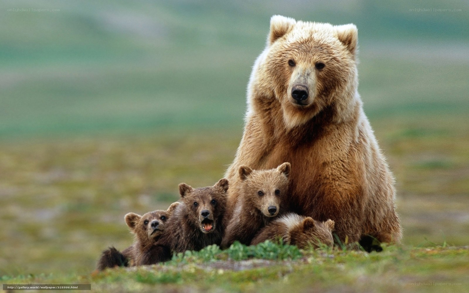Bear family in the wild