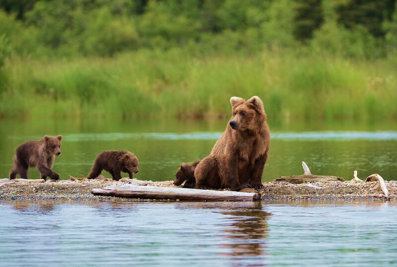 Bear family on riverbank