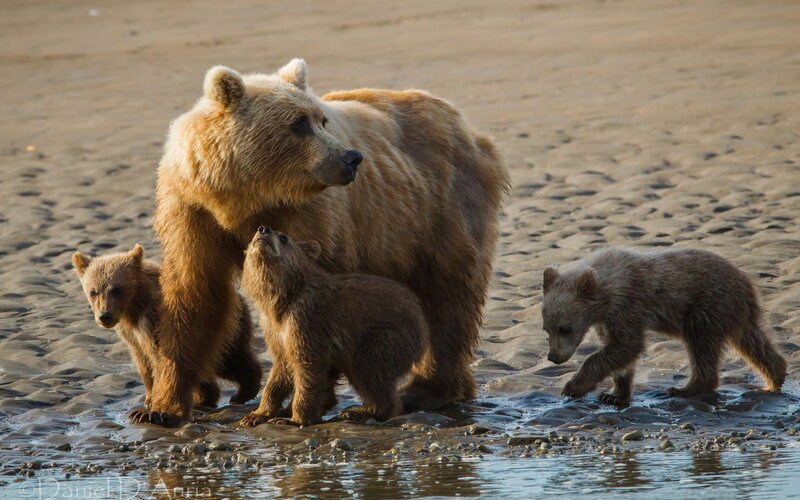 Bear family on the shore