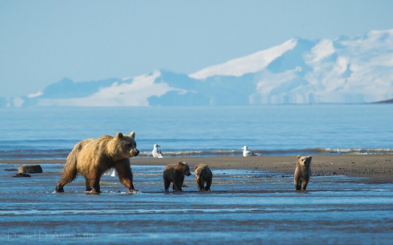 Bear family on the shore