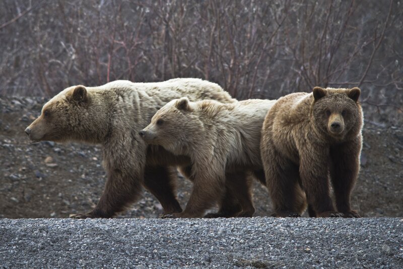 Bear family walking together