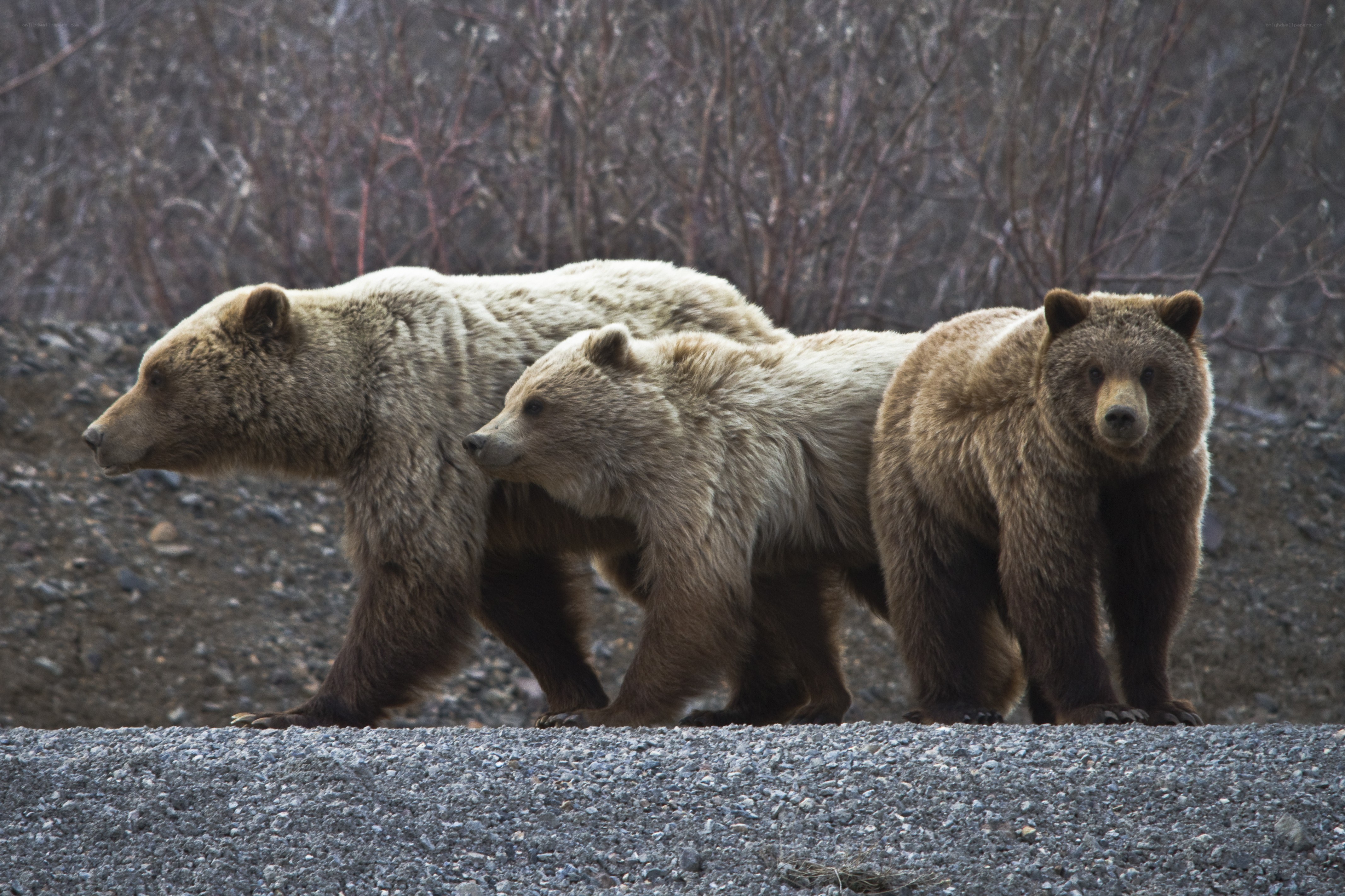 Bear family walking together