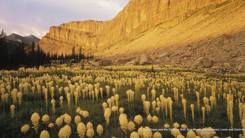 Bear-grass Flowers in Field