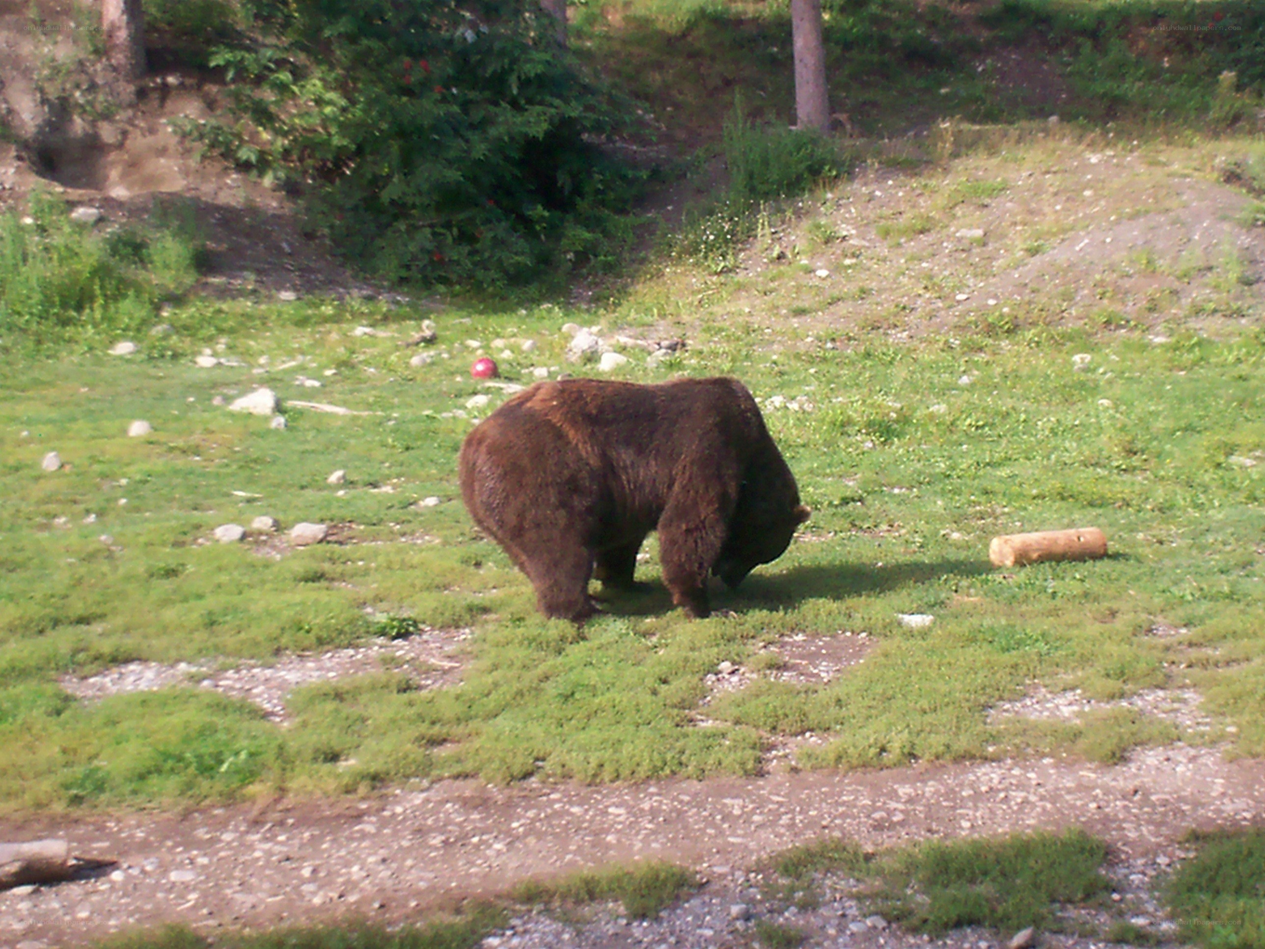 bear grazing in a field
