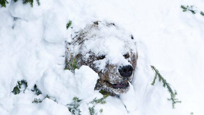 Bear Head in Snow