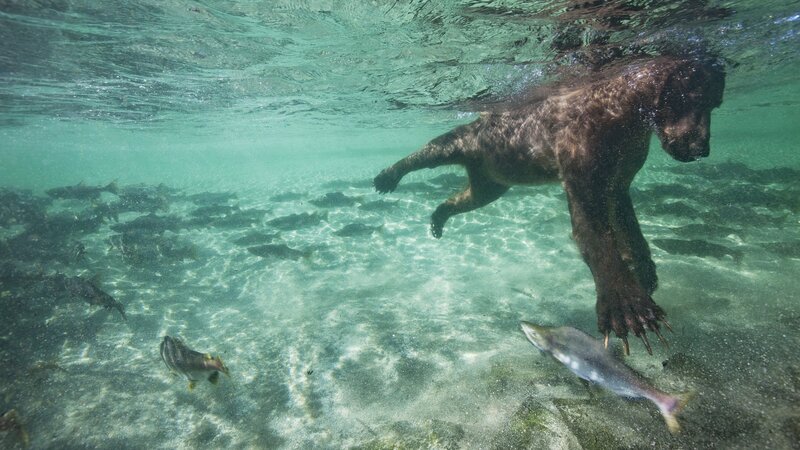 Bear hunting fish underwater