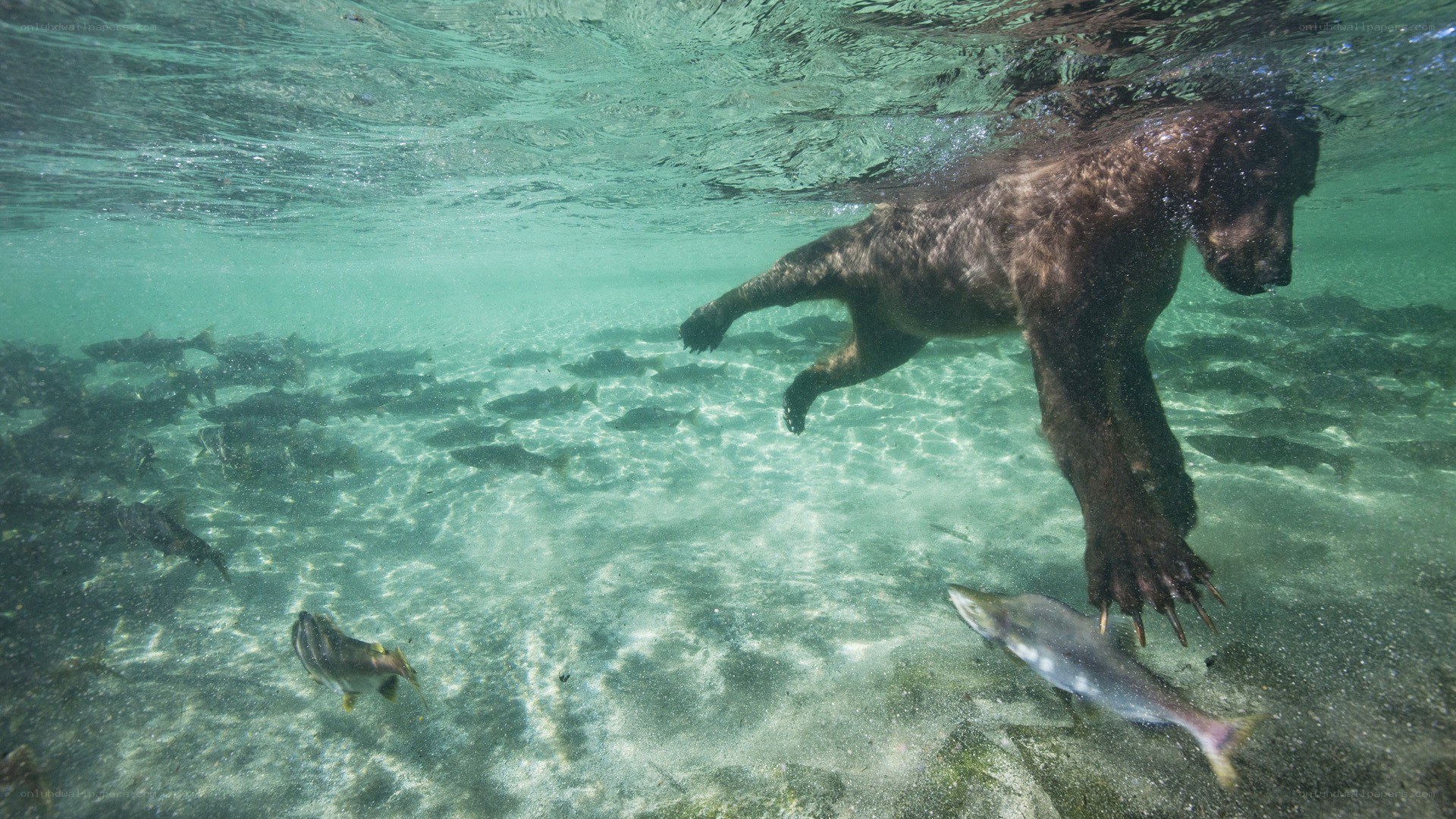 Bear hunting fish underwater