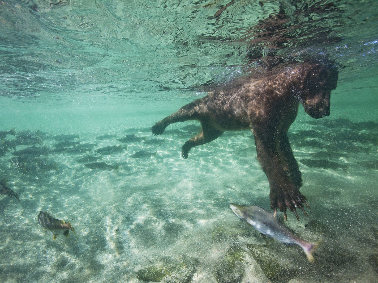 Bear hunting fish underwater