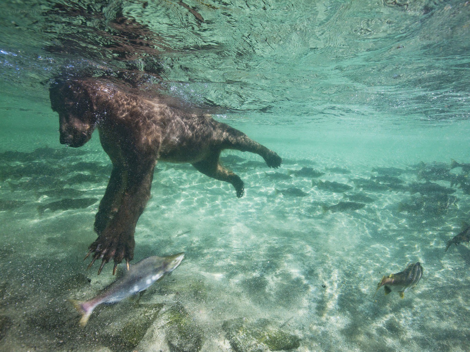 Bear hunting salmon underwater