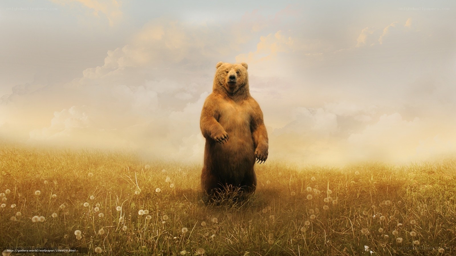 bear in a field of dandelions