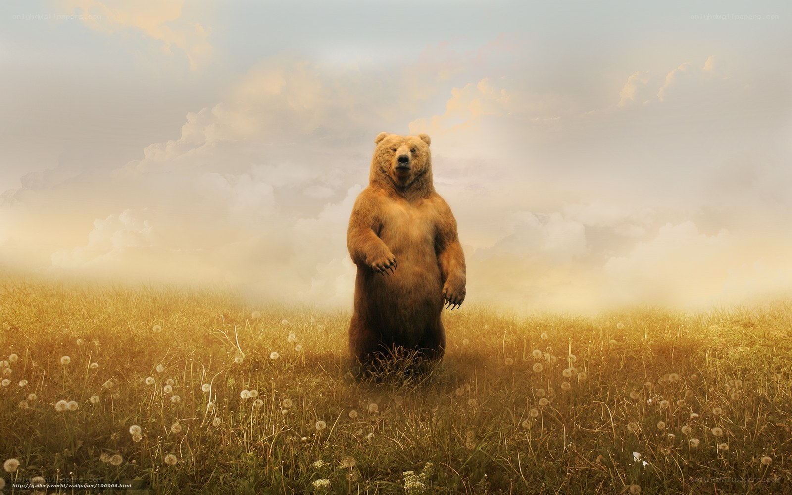 bear in a field of dandelions