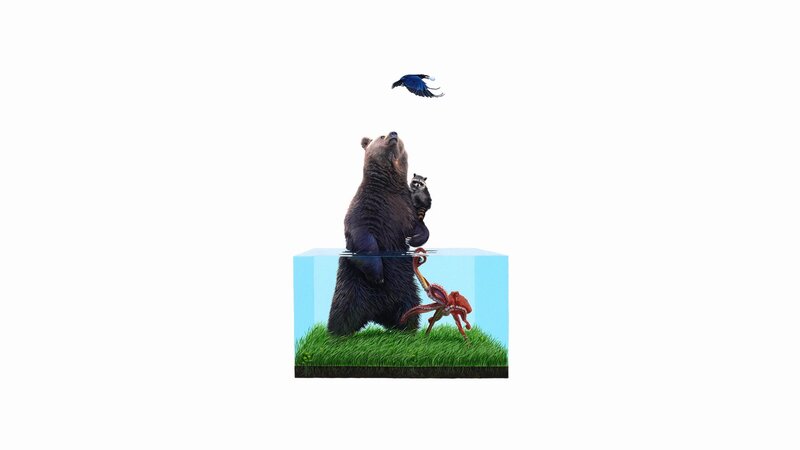 Bear in a glass box