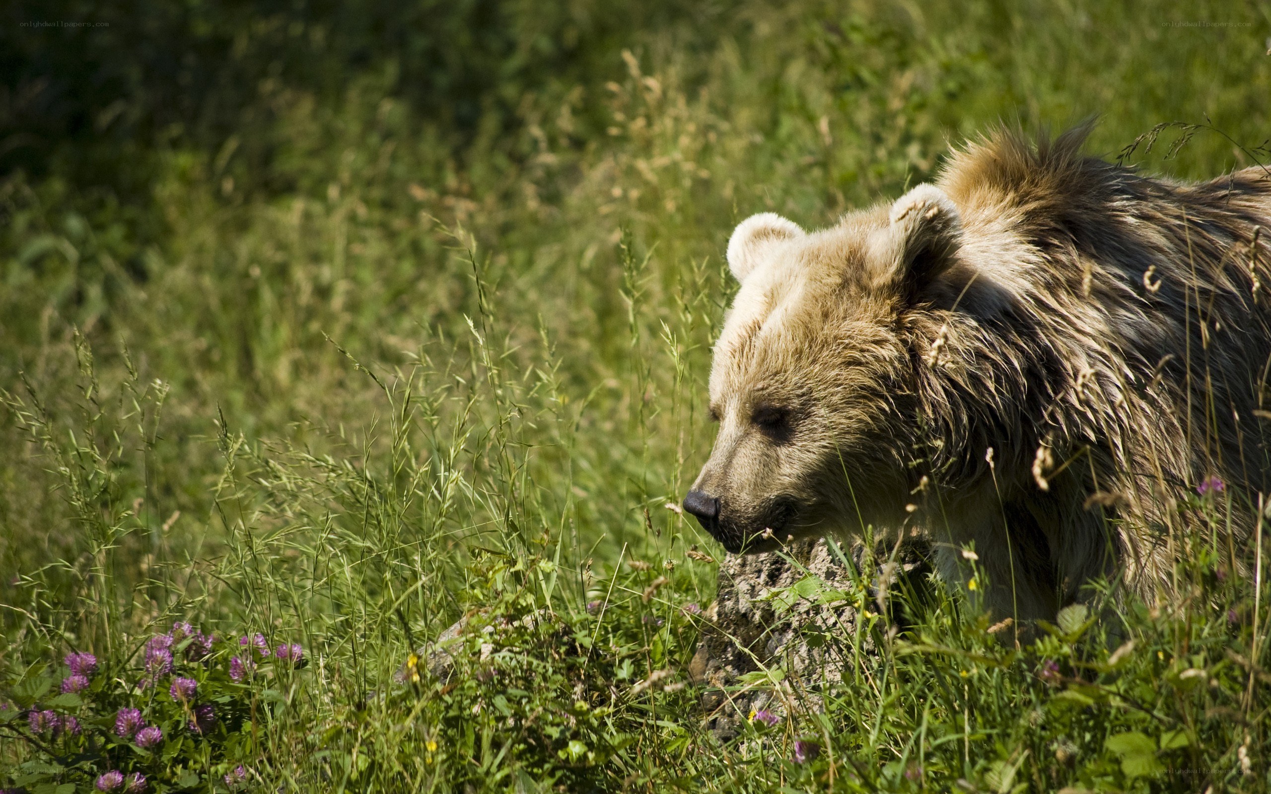 bear in a grassy field