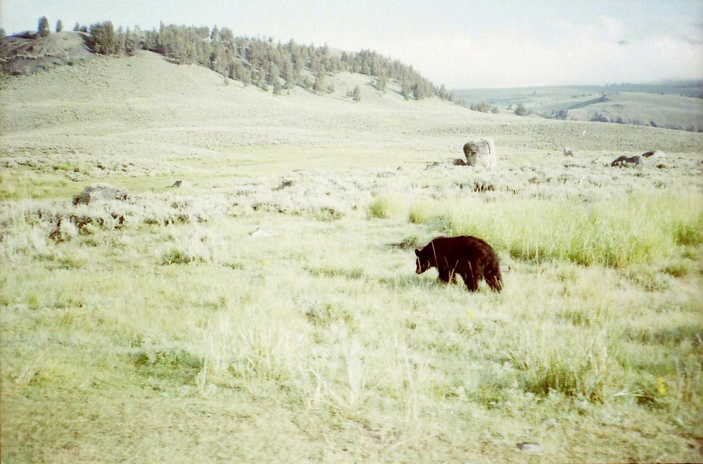 Bear in a grassy field