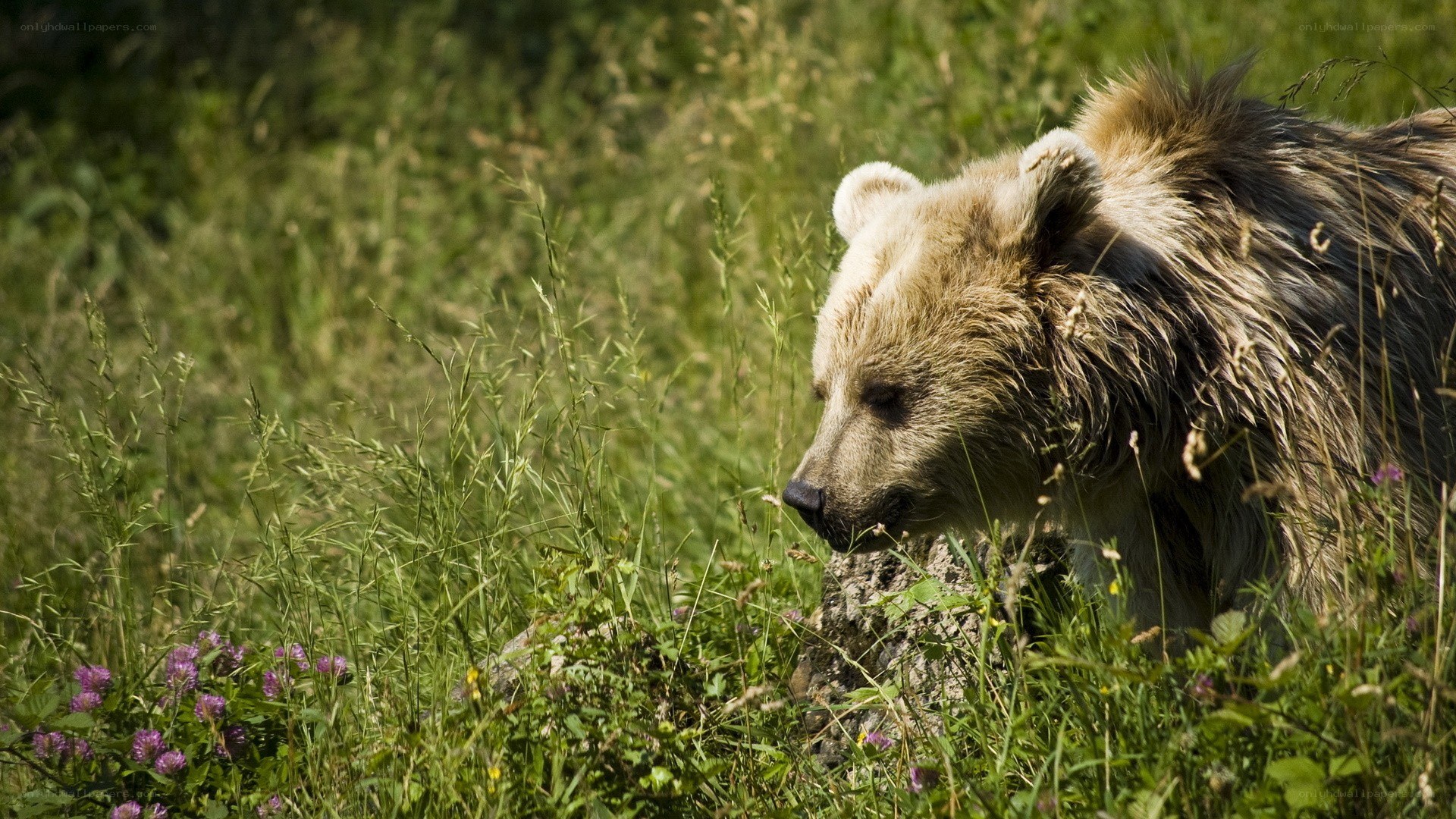 Bear in a grassy field