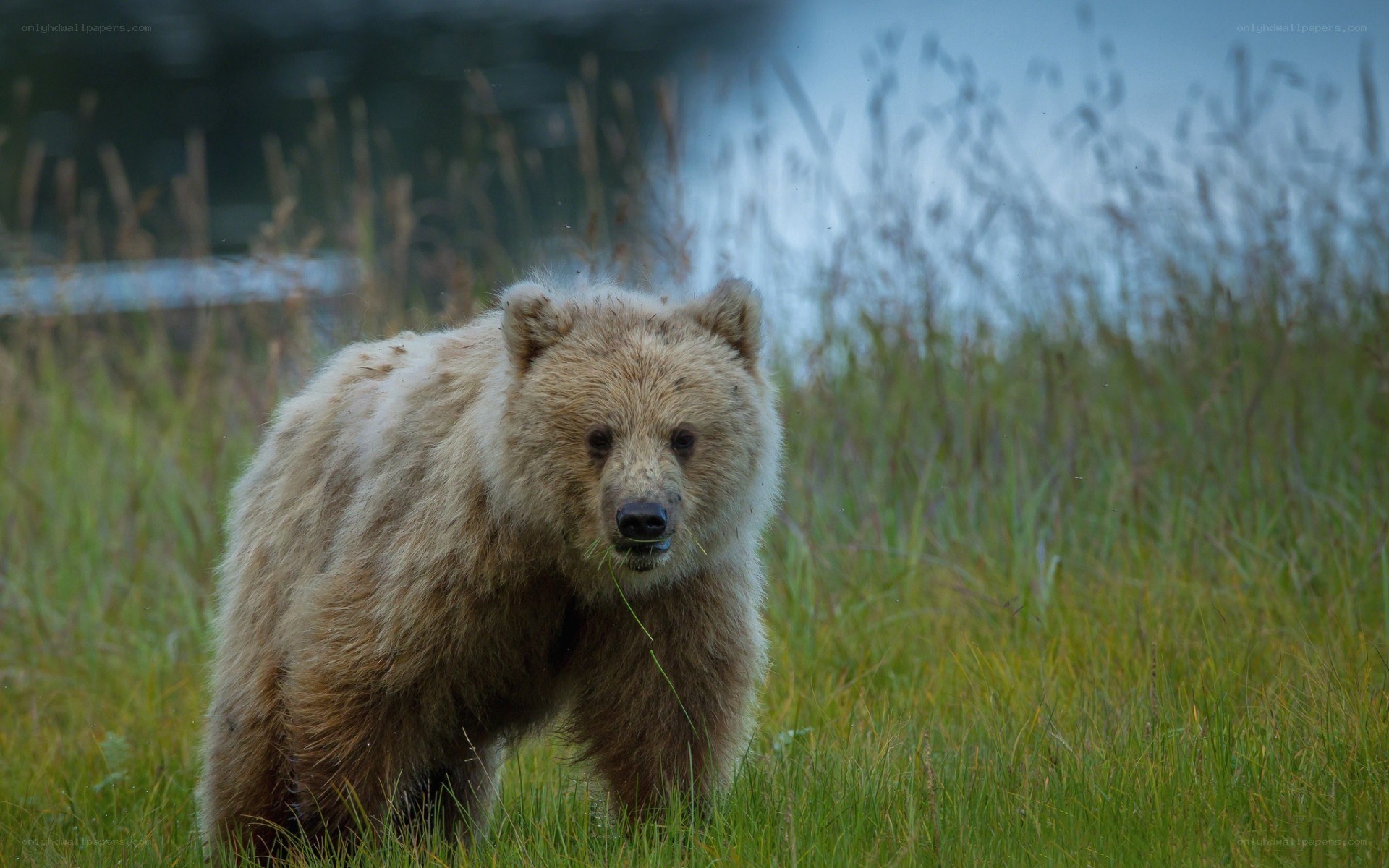Bear in a grassy field
