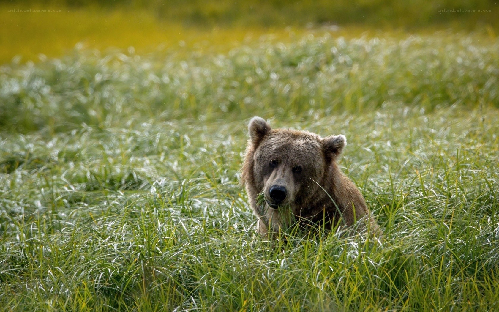 Bear in a grassy field