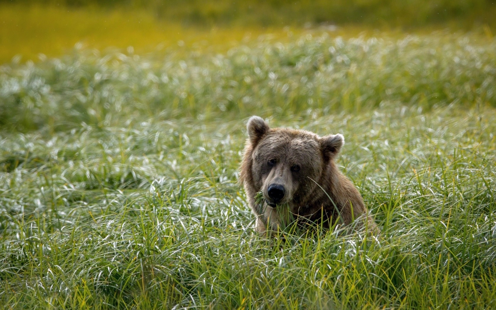 Bear in a grassy field